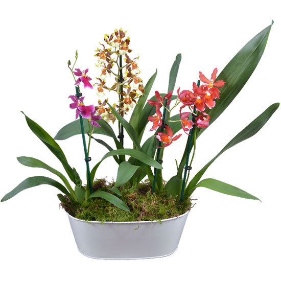 Een geurende Orchideetuin